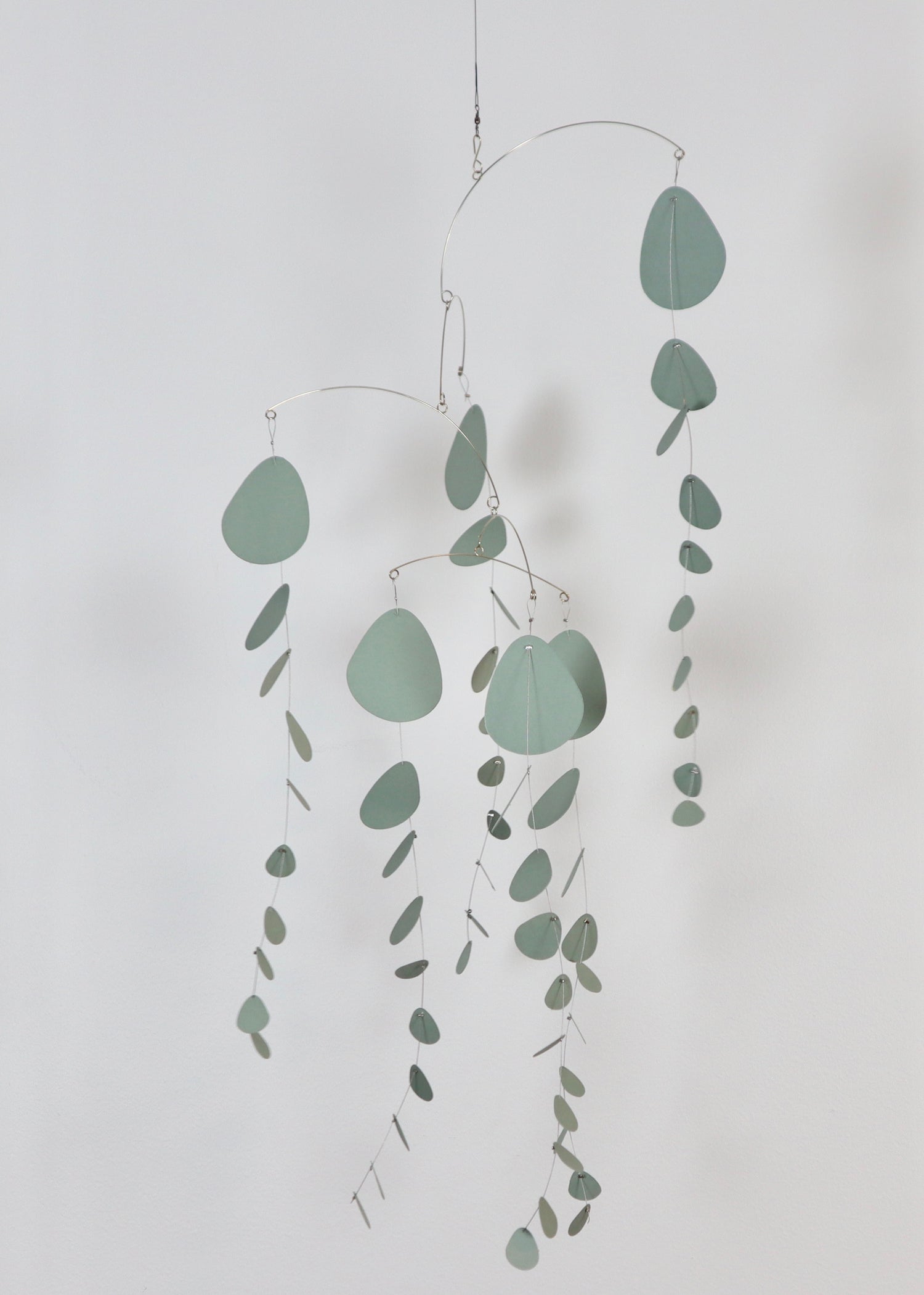 Eucalyptus