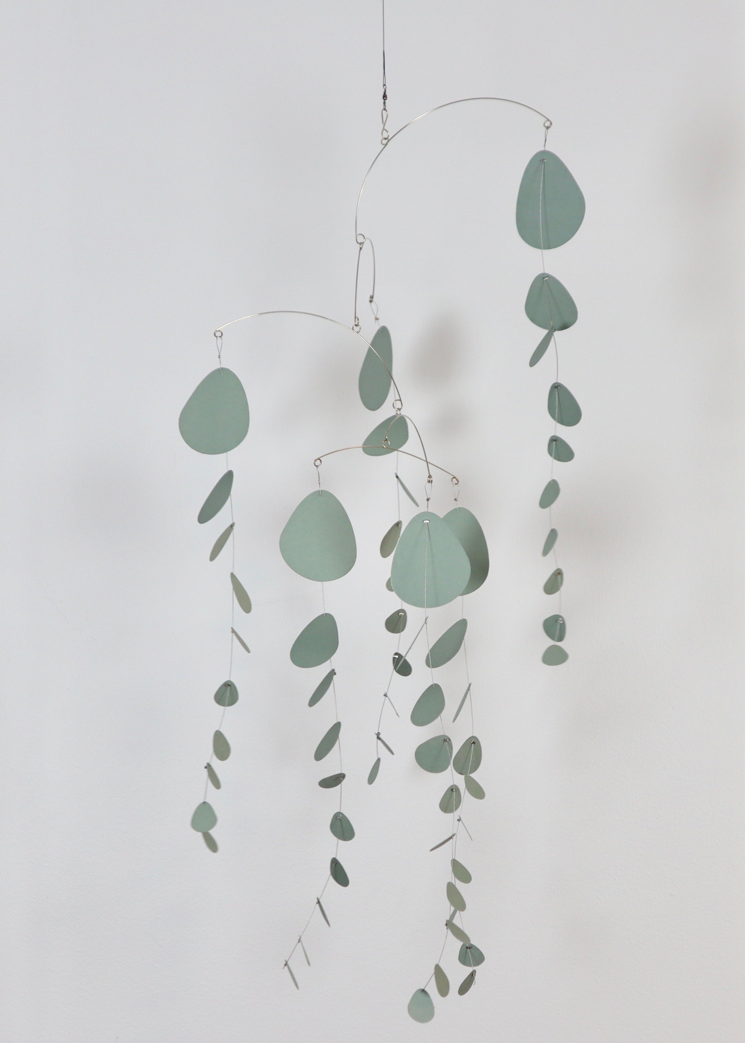 Eucalyptus