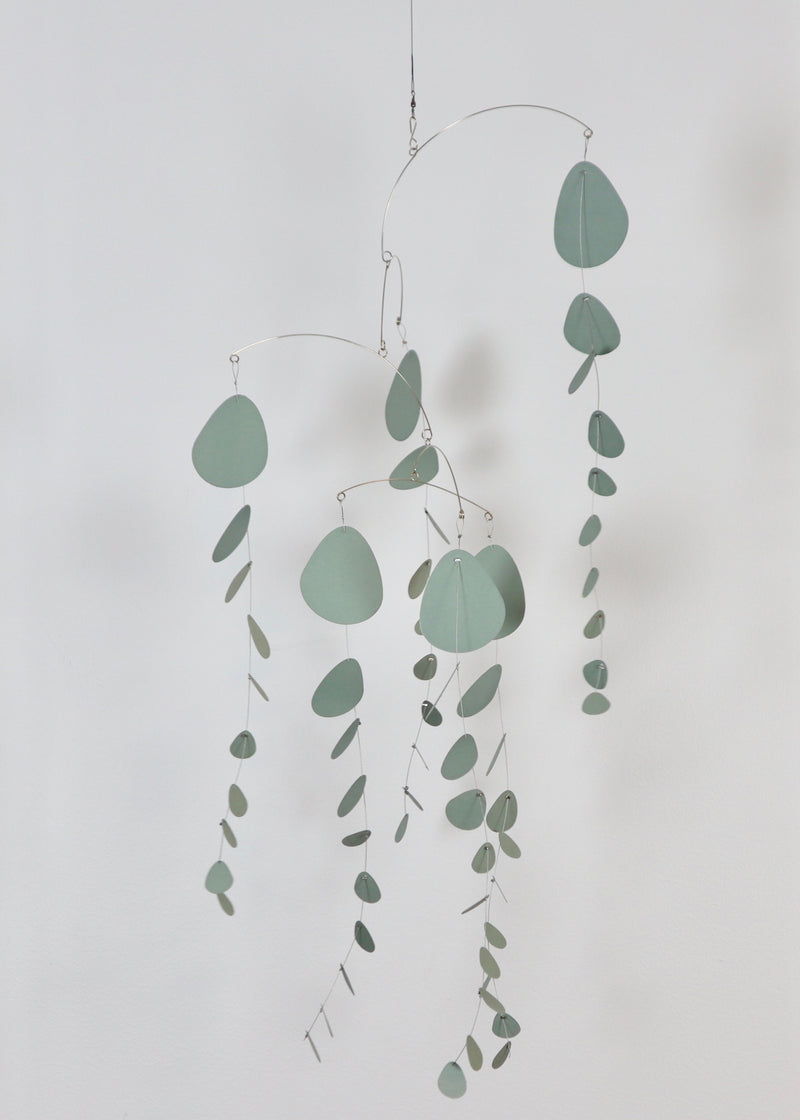 Eucalyptus